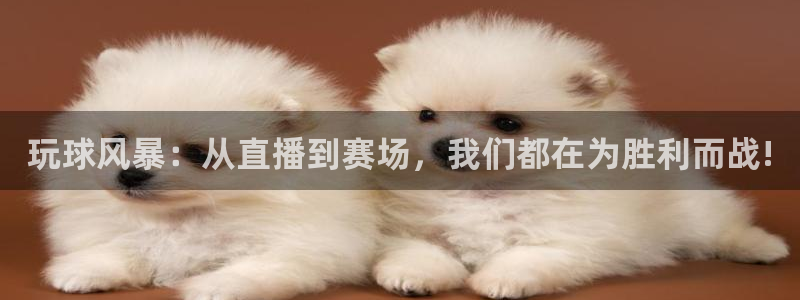 黑白直播体育 视频直播：玩球风暴：从直播到赛场，我们都在为胜利而战!
